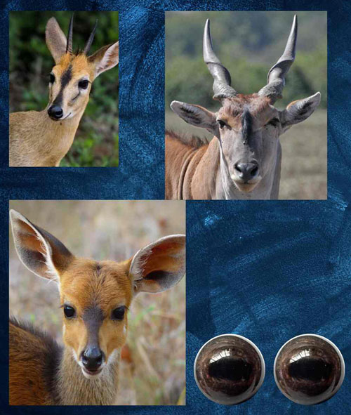 Antelope eyes dark brown