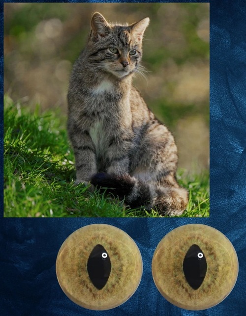 Wildkatze