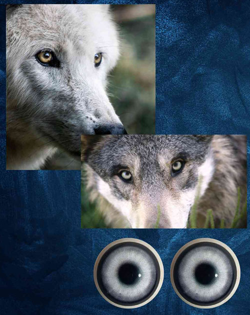 Wolf
