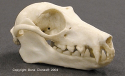 Fruit Bat Skull