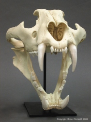 Siberian Tiger Skull