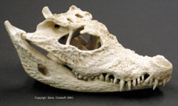 Dwarf Crocodile Skull