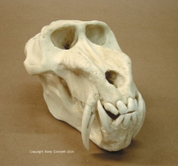 Mandrill Baboon Skull