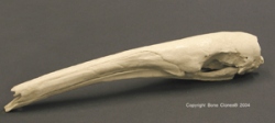 Giant Anteater Skull