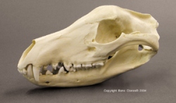 Tasmanian Wolf Skull