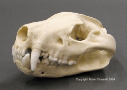 Tasmanian Devil Skull