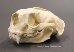 Sea Otter Skull