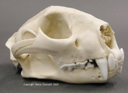 Cougar Skull, Male