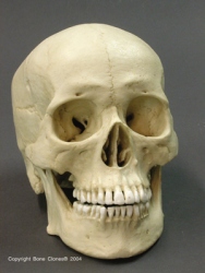 Human Male Asian Skull