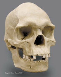 Human Male Australian Aboriginal Skull