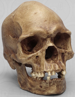 Human Male Australian Aboriginal Skull (Painted to match original)