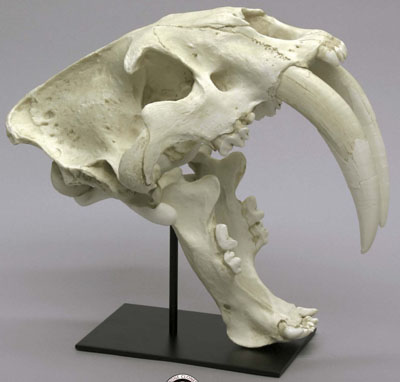 Sabertooth Cat Skull, Deluxe, Antique finish, Smilodon fatalis