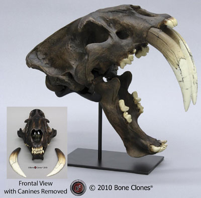 Sabertooth Cat Skull, Deluxe, Tarpit finish, Smilodon fatalis