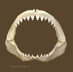 Great White Shark Jaw, Large 