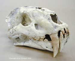 Sabertooth Cat, Chinese