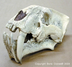 Sabertooth Cat, Chinese Megantereon