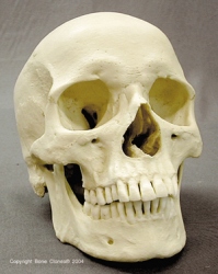 Human Male European Skull