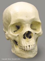 Human Male African Skull