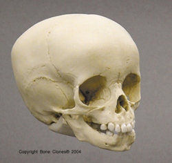 Human Child Skull 15-month-old (15-16 months)
