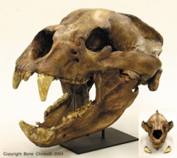 Short-faced Bear Skull