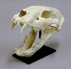 Sabertooth Cat, Chinese, Amphimachairodus giganteus, Juvenile Skull