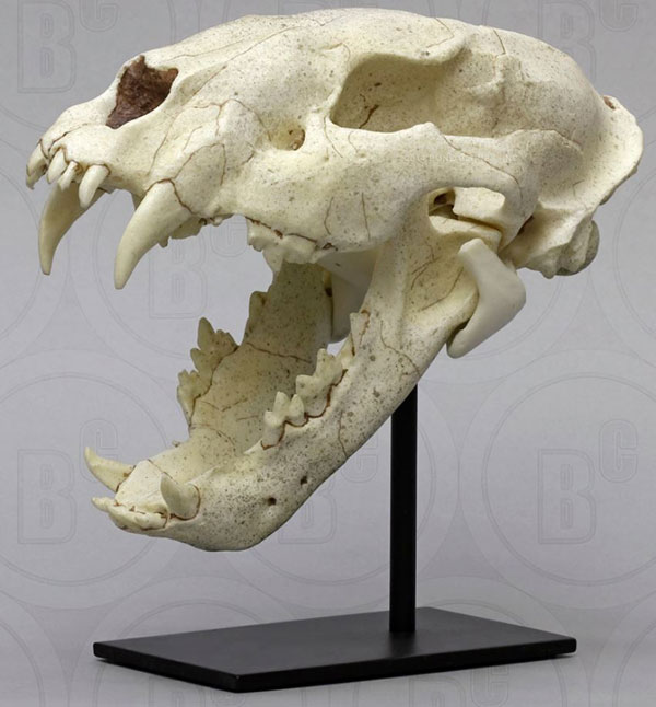 Sabertooth Cat, Chinese, Amphimachairodus giganteus, Juvenile Skull