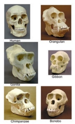 Set of 6 primate skulls