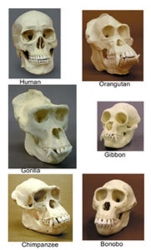 Primatenschädel (Set 6 Stück)