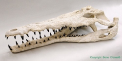 Gavialsuchus- Fossil Crocodile