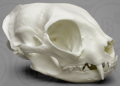 Economy Domestic Cat Skull