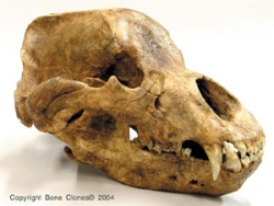 Cave Bear