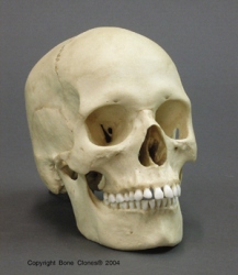 Human Female European Skull