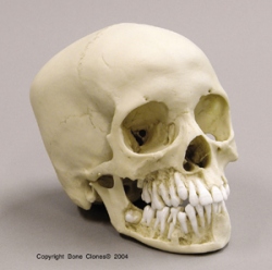 Human Child Skull 12-year-old (11-13-years), Dentition Exposed
