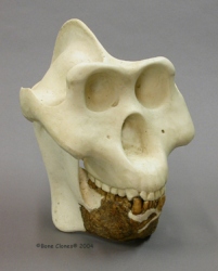 Grover Krantz Gigantopithecus