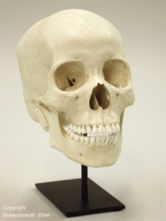 Human Female Asian Skull