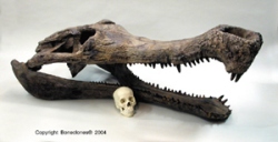 Sarcosuchus, Fossil Crocodile