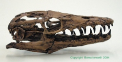 Mosasaur