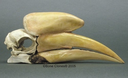 Malaienhornvogel