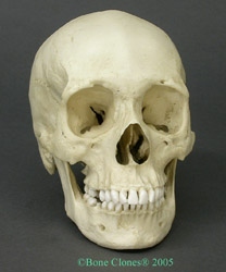 Human Female African American Skull