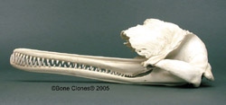 Ganges River Dolphin Skull