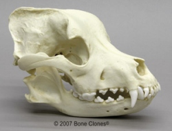 Pitbull Skull 