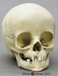Human Child Skull 14-month-old (14-16 months) 