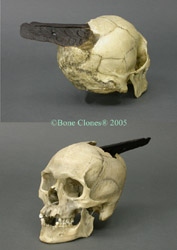 Human Spanish Conquistador Skull