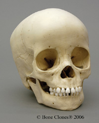 Human Child Skull 3-year-old (3-4-years) 