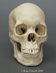 Human Female Asian Skull