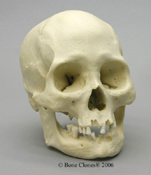 Human Female American Indian Skull