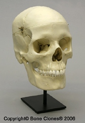 Human Female European 7 Piece Study Skull, calvarium cut with custom sphenoid and ethmoid