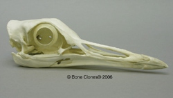 Kori Bustard Skull