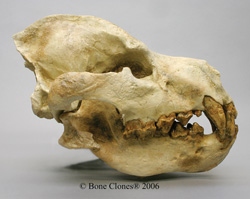 Fossil Hyena- Dinocrocuta gigantean