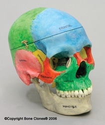 Human Female European 7 Piece Color-Coded Study Skull, calvarium cut with custom sphenoid and ethmoid